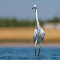 Urbanization threatens bird sanctuary in Diyarbakır - Hurriyet Daily News