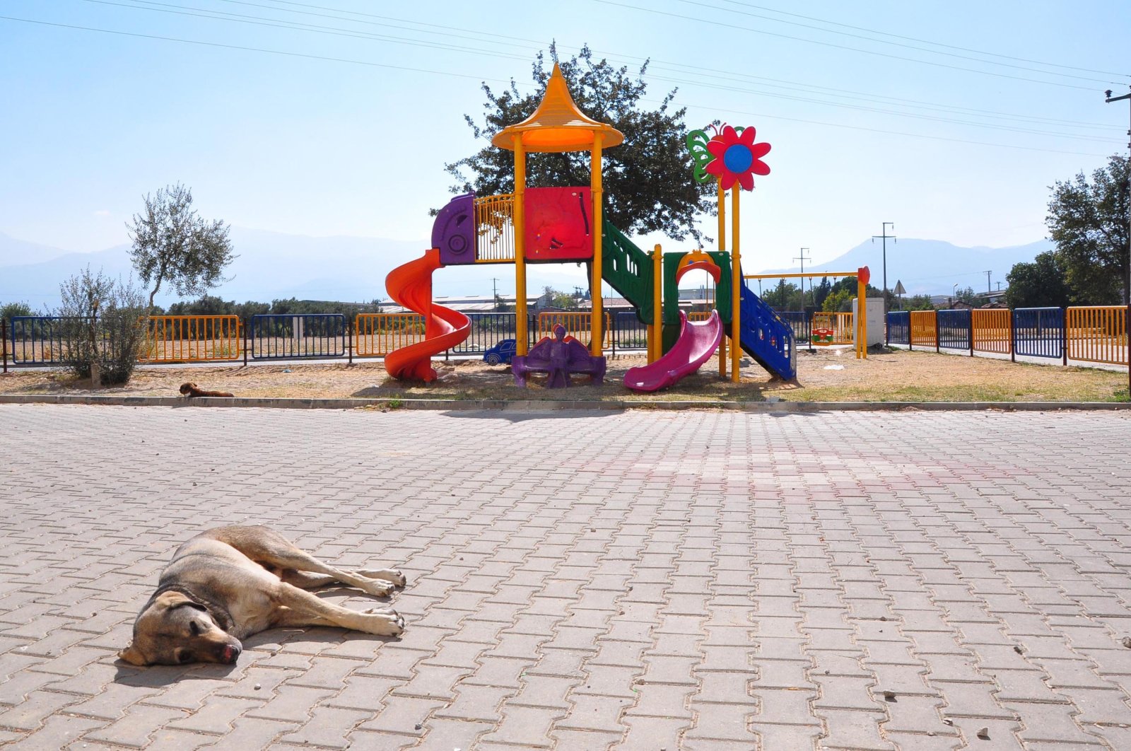 Recent stray attack in Türkiye sparks concerns, calls for measures | Daily Sabah - Daily Sabah