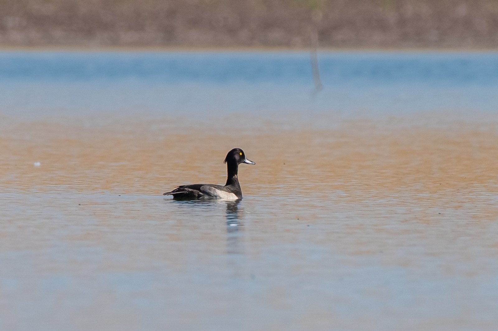 Construction near Türkiye's Kabakli Pond threatens diverse bird species | Daily Sabah - Daily Sabah