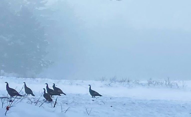 Tell Fish and Game about Your Winter Wild Turkey Sightings Today - NH Fish and Game Department