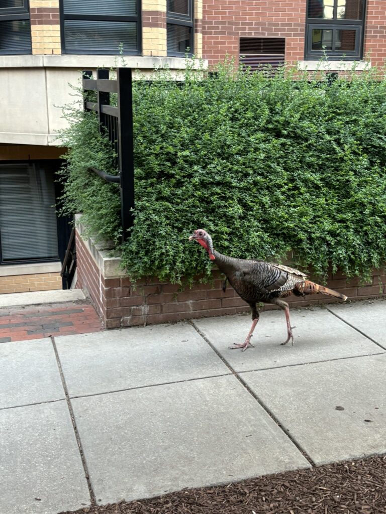 Today* in Hawks*** around Town – Turkey Trot! - PoPville