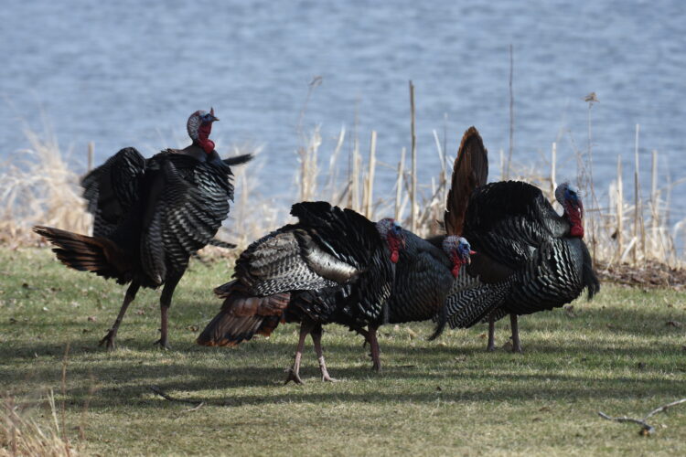 Rainbow trout rules adjusted; turkey opener today in UP - Iron Mountain Daily News