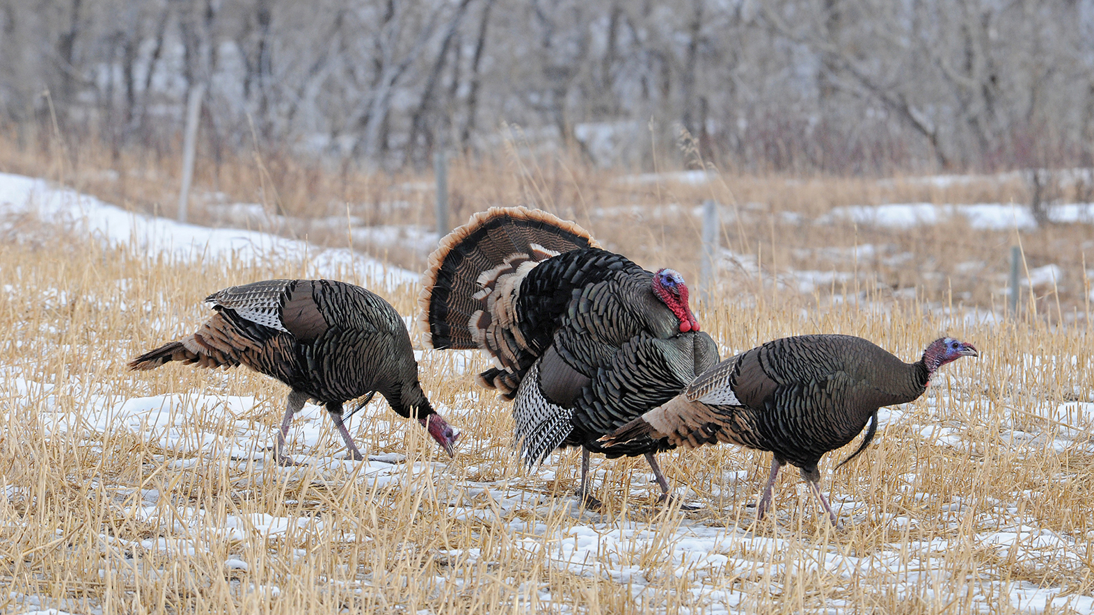 Husker-led study to focus on Nebraska's wild turkey populations - Nebraska Today