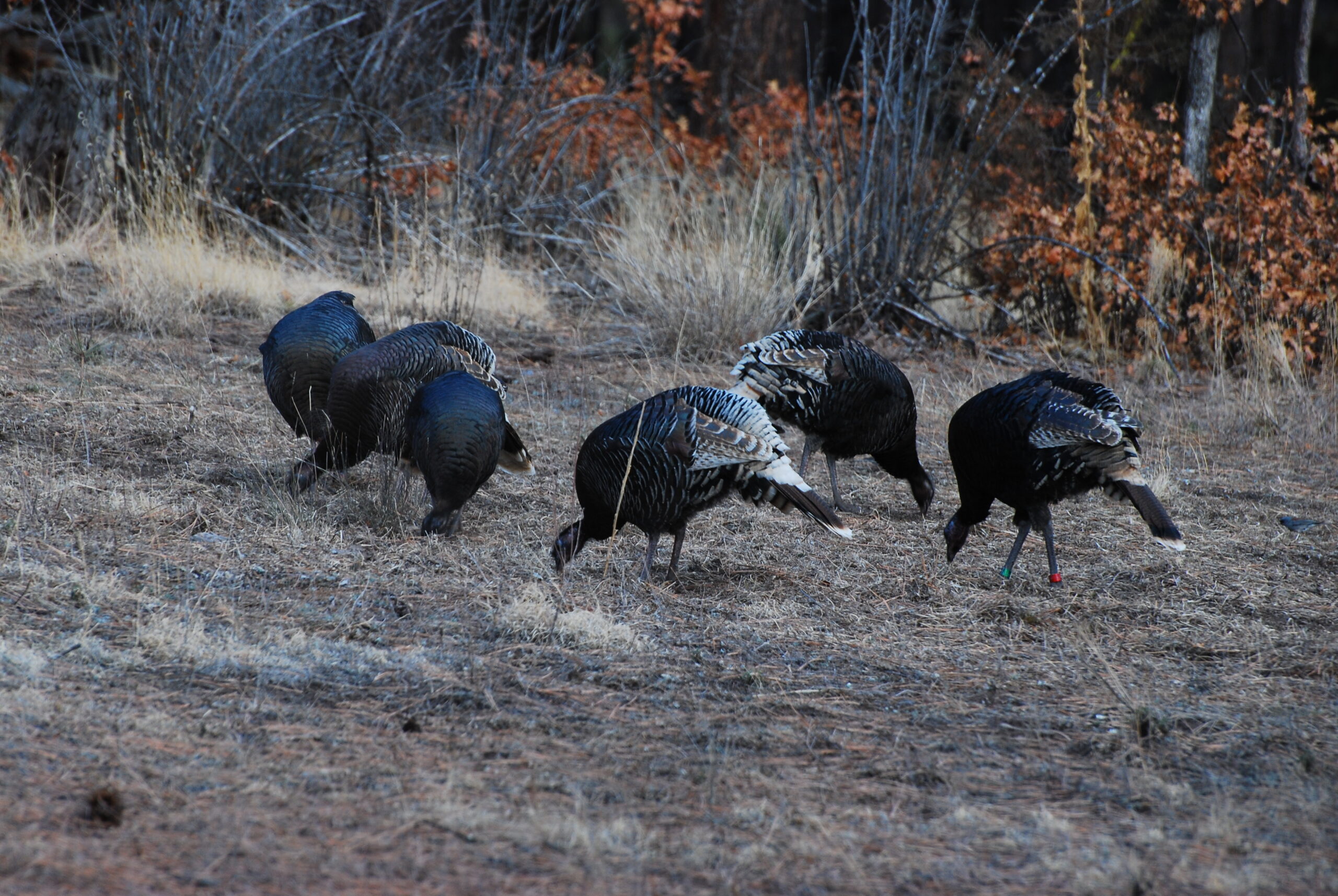 A group of turkeys foraging across a grassy meadow