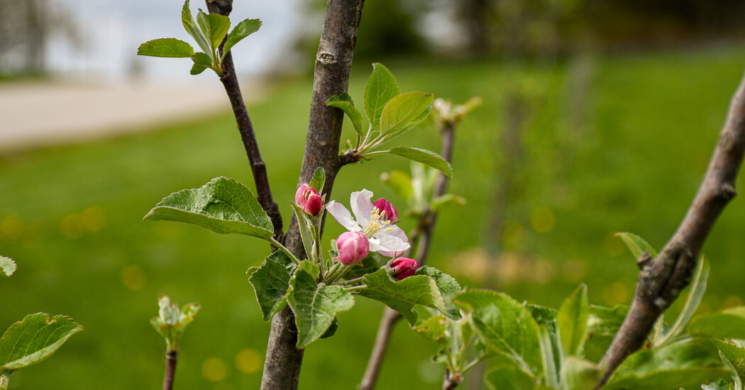 A Botanic Garden Determined to Bring Back American Chestnut and Heirloom Apple Trees – The New York Times